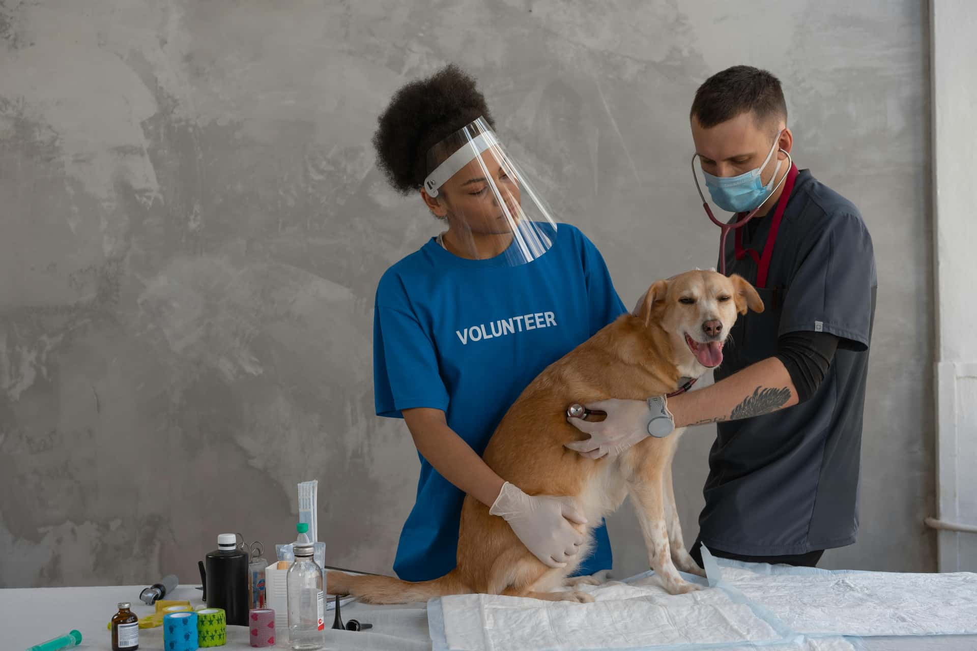 Veterinary examination of a dog